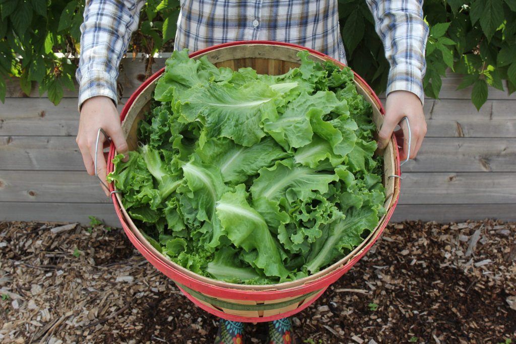 Capital Area Food Bank Recipes Capital Area Food Bank Recipes