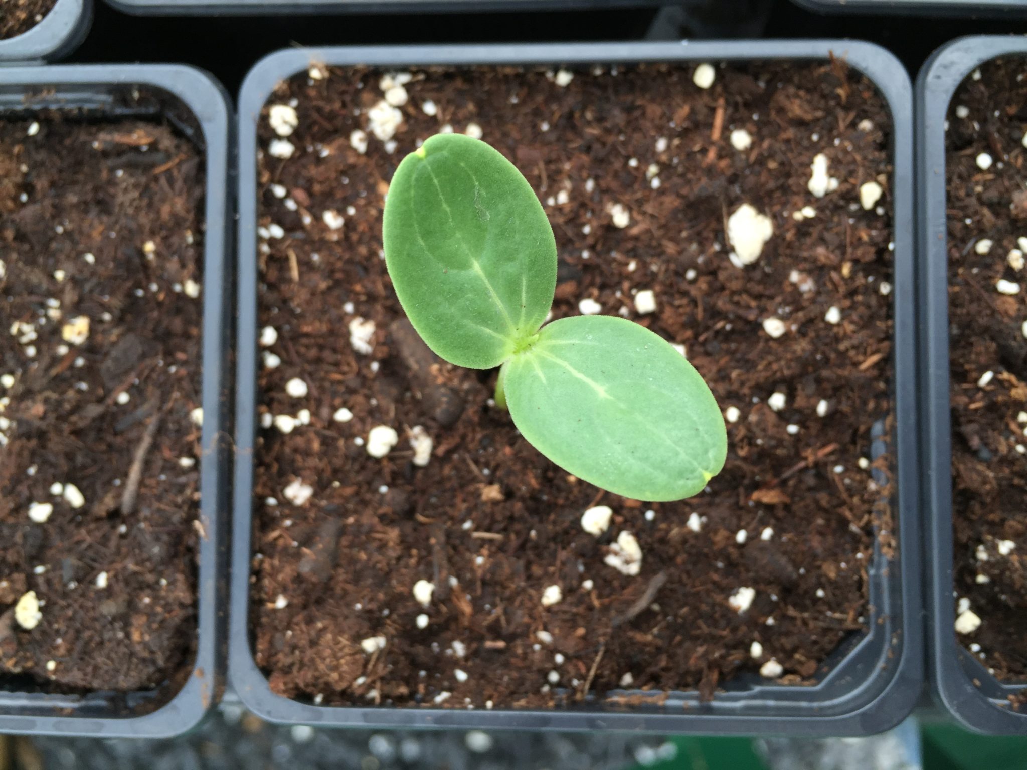 cantaloupe seedlings cantaloupe seedlings
