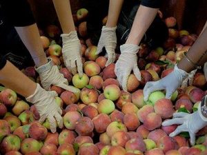 Volunteers grab apples